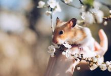 Dyreverdenen har alt, hvad dit kæledyr har brug for sødt hamster bliver holdt