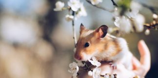 Dyreverdenen har alt, hvad dit kæledyr har brug for sødt hamster bliver holdt