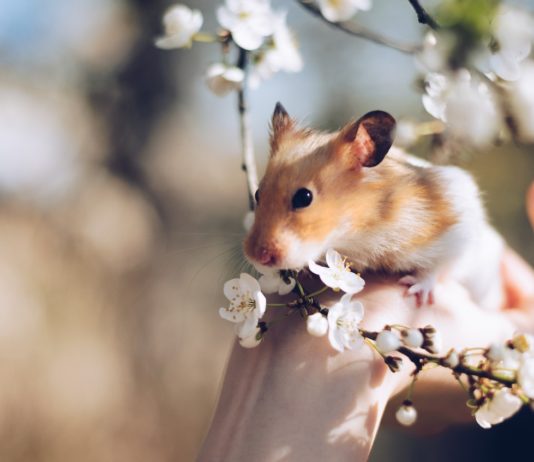 Dyreverdenen har alt, hvad dit kæledyr har brug for sødt hamster bliver holdt
